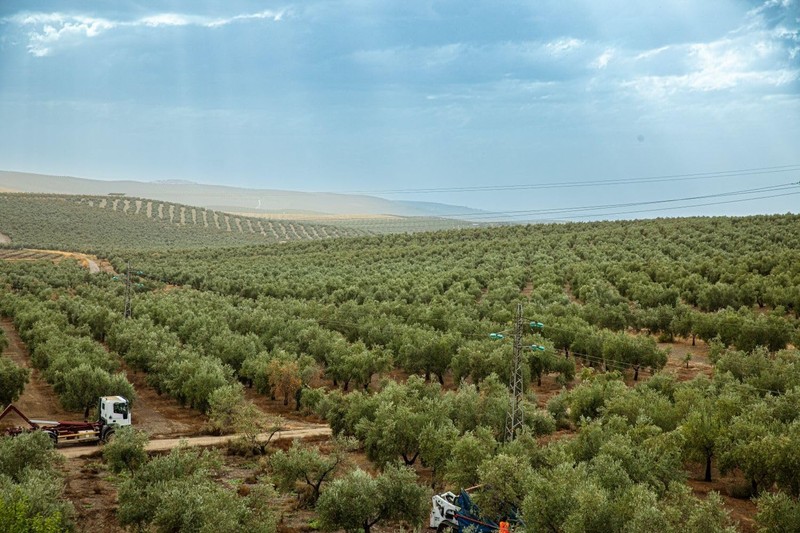 Seasons EVOO AwardWinning Family Reserve Picual Extra Virgin Olive Oil – Cold... gallery
