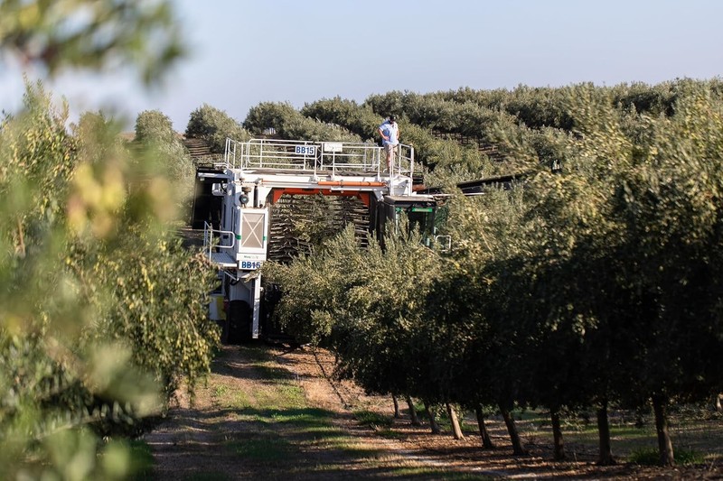 Cobram Estate California Select Extra Virgin Olive Oil, First Cold Pressed, Non- gallery