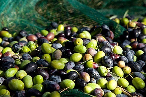 Premium Sicilian Extra Virgin Olive Oil DOP 500ml - Cold Pressed, Authentic Flav gallery