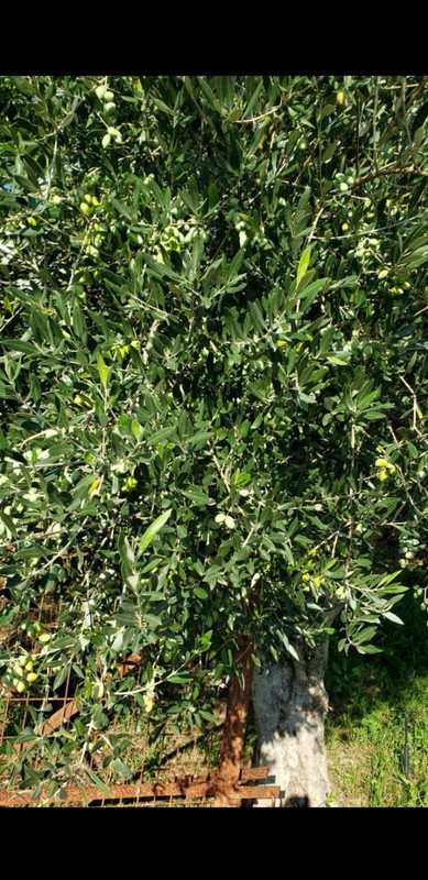 Greek Extra Virgin Organic Olive Oil. From Greece... All Natural. 20oz. gallery