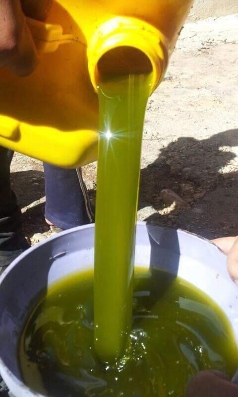 2 L Premium Palestinian olive oil-extra virgin-Harvest2025-Fast Shipping USA