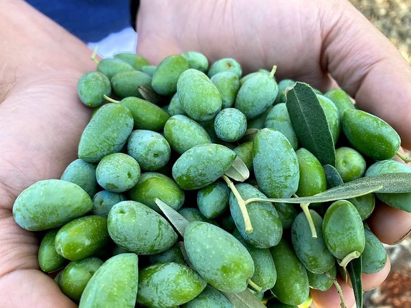 Rx High Phenolic Extra Virgin Olive Oil – Cold Pressed, Rich in Oleocanthal, ... gallery