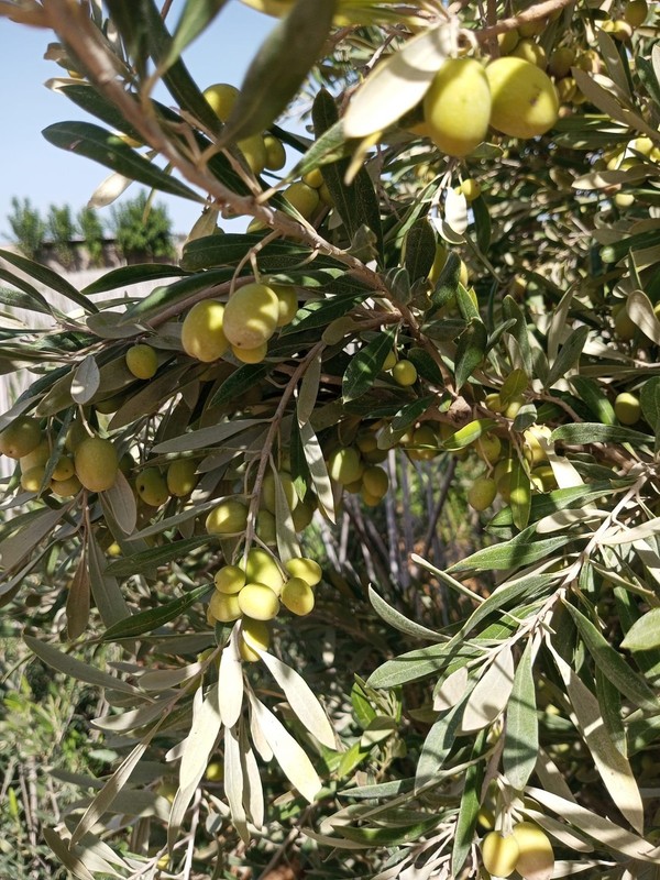 Organic Extra Virgin Olive Oil-Cold Pressed-1L Glass Bottle- 2024from Jerusalem gallery