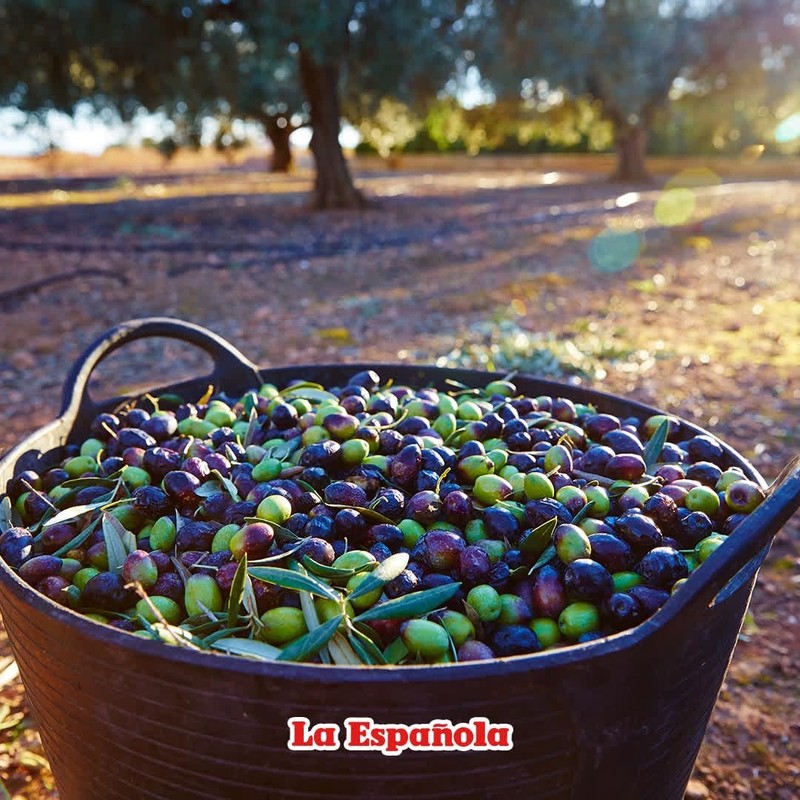 LA ESPAÑOLA First Cold Pressed Extra Virgin Olive Oil, 24 OZ gallery