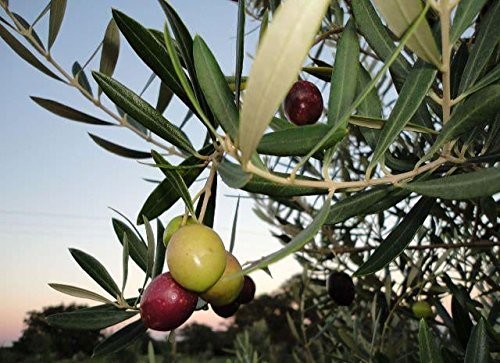 Jalapeno Infused Olive Oil - Cold Pressed Gourmet EVOO for Dressings & Marinades gallery
