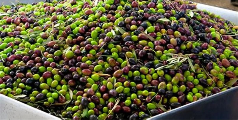 Olive Oil Jerusalem Organic Pure 100% Natural Extra Virgin Cold Pressed( 1L)