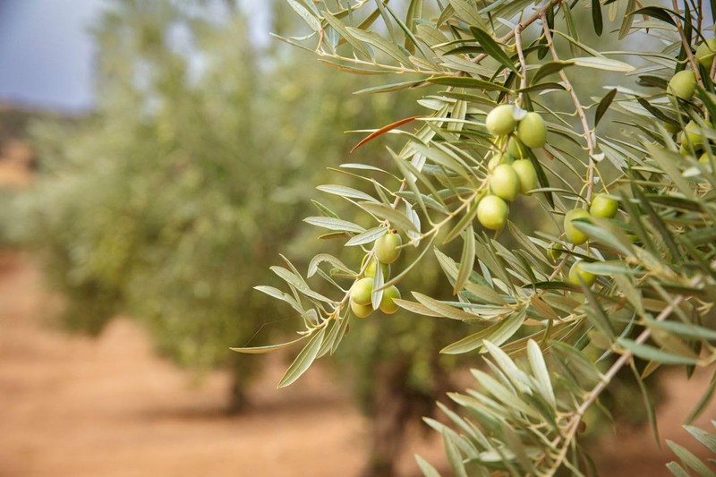 Seasons EVOO AwardWinning Family Reserve Picual Extra Virgin Olive Oil – Cold... gallery