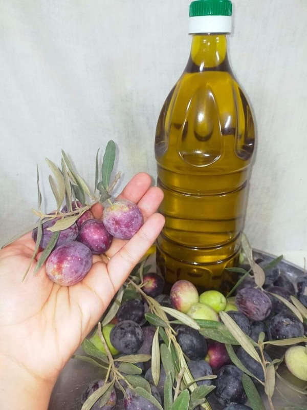 2 L Premium Palestinian olive oil-extra virgin-Harvest2025 -Fast Shipping USA,