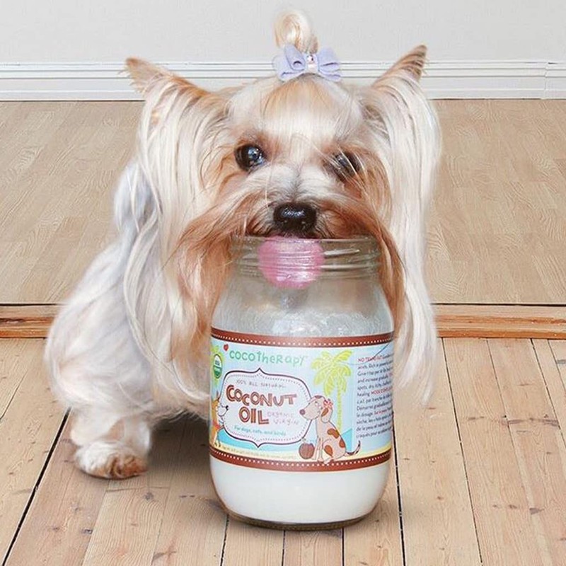 Cocotherapy Organic Virgin Coconut Oil for Pets, 16 Oz gallery