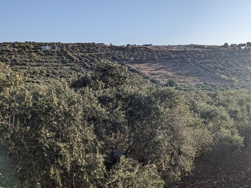 NOV 2023 HARVEST! 16.9oz/500mL Bottle Palestinian Organic Extra Virgin Olive Oil gallery