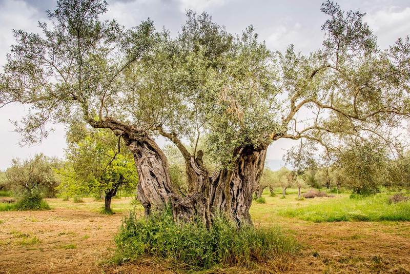 Ancient Foods Keros Organic Extra Virgin Olive Oil Cold Pressed – Greek EVOO, Hi gallery