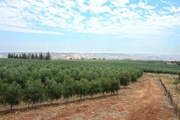 Sindyanna of Galilee Organic Extra Virgin Olive oil gallery