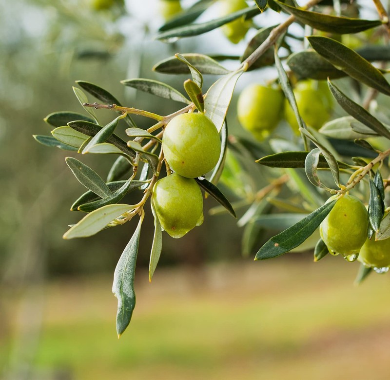 Basilippo Extra Virgin Olive Oil Gourmet - 16.9 OZ / 500 ML - Early Harvest gallery