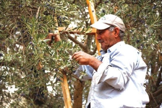 1 L Premium Palestinian olive oil-extra virgin-Harvest2025-Fast Shipping USA NEW gallery